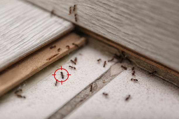 Reliable Archer Lodge, NC Pest Control Solutions