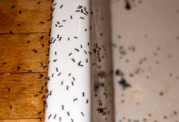 Bird Control in Archer Lodge, NC