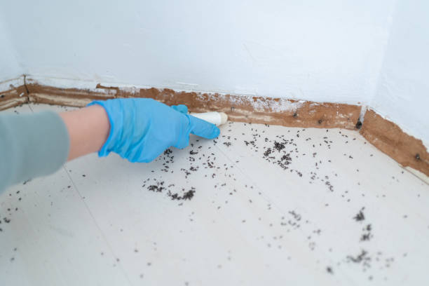 Best Wasp Removal Services  in Archer Lodge, NC