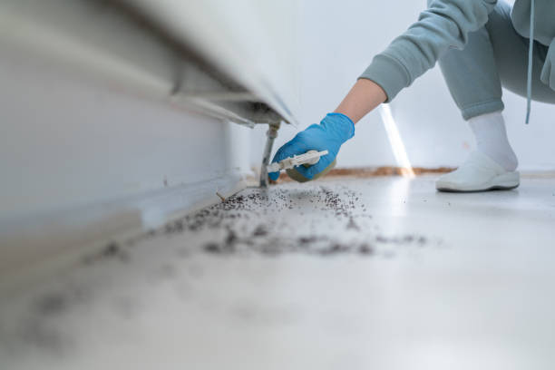 Best Wasp Removal Services  in Archer Lodge, NC